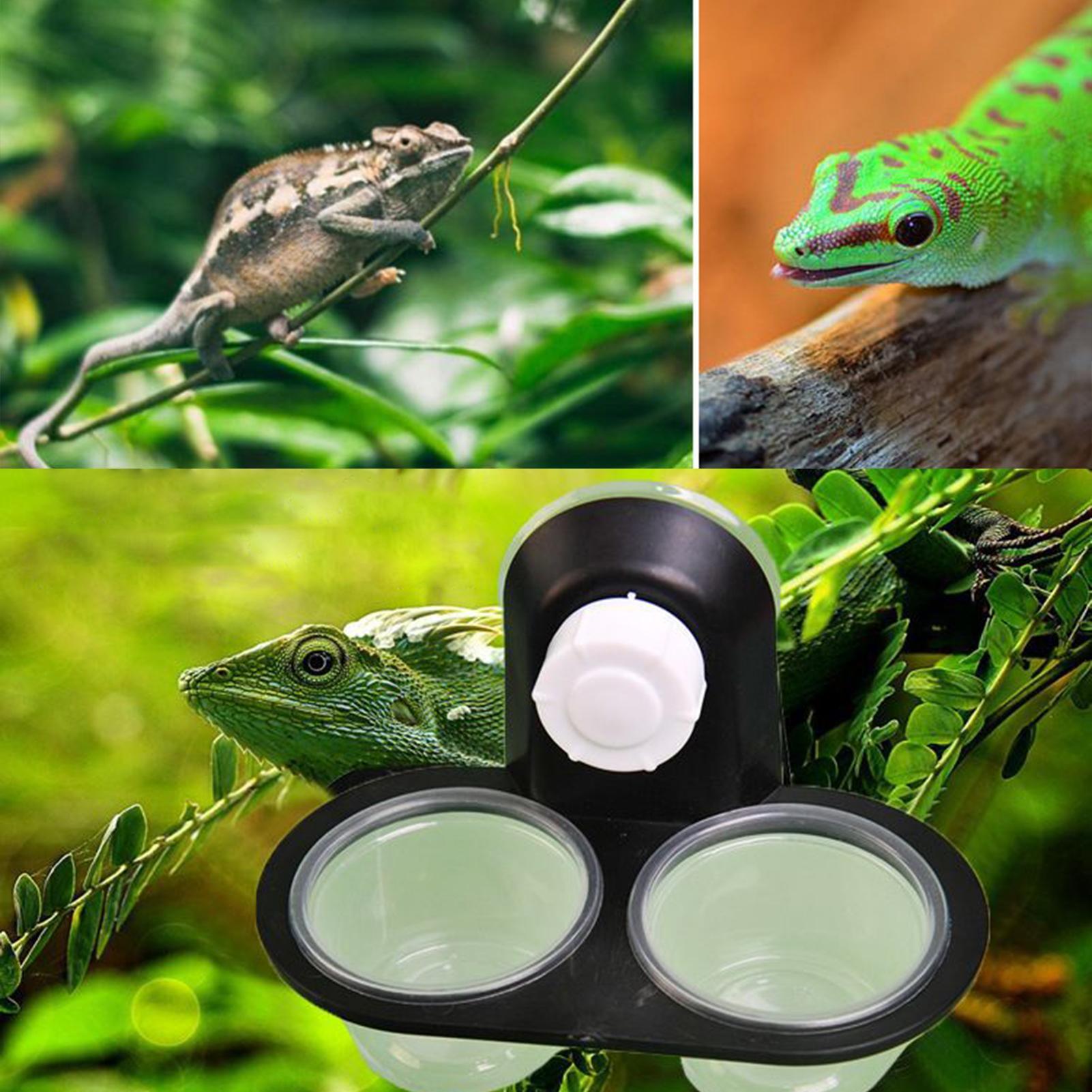 Gecko Food Dish Gecko Water Di - Water Dish Reptile recension och pris