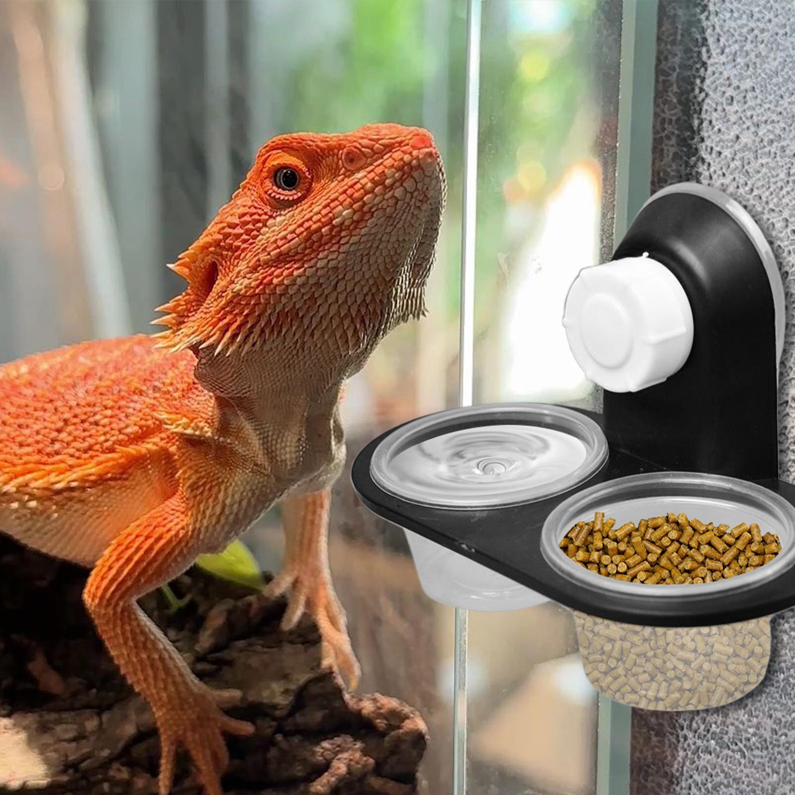 Gecko Food Dish Gecko Feeding  - Water Dish Reptile recension och pris