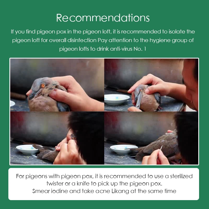 100 Tablets/Box Pigeon Pox Ora - Vitamin D3 Reptile recension och pris