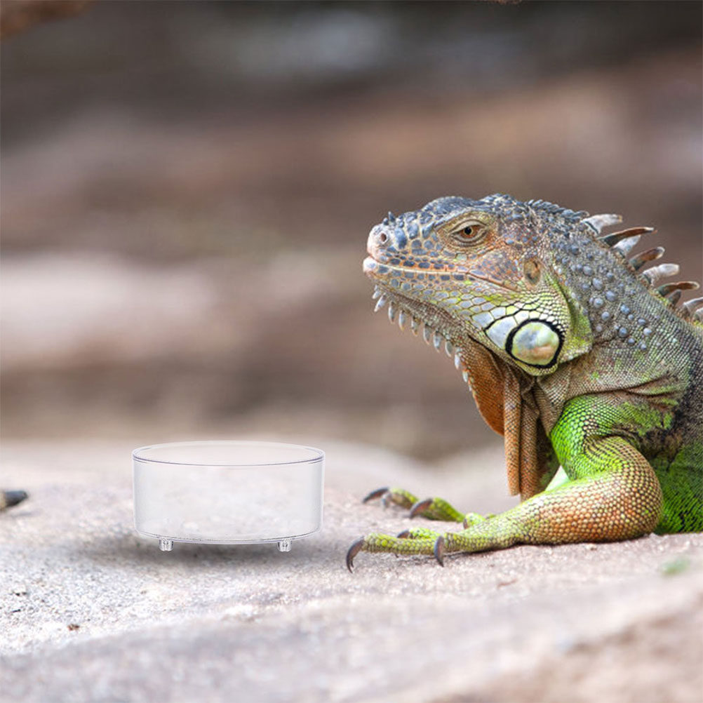 10Pcs Acrylic Reptile Food Dis - Water Dish Reptile recension och pris